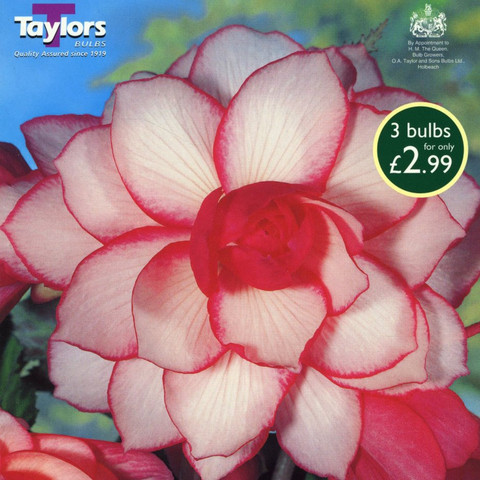 B. ‘Bouton de Rose’
